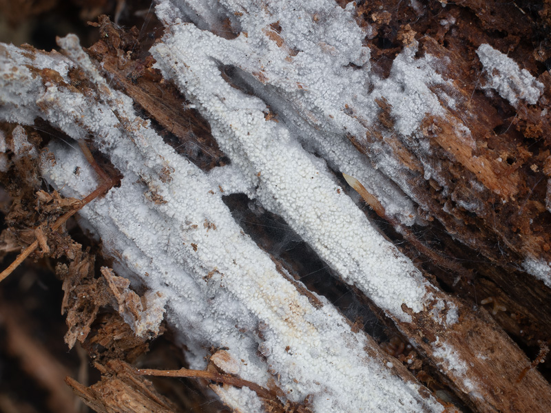 Xylodon brevisetus Xylodon brevisetus